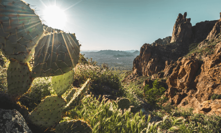 Cactus in the desert